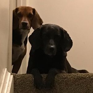 Meet your Posher, James